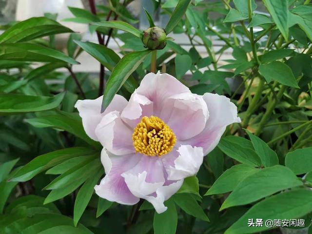 牡丹花作文600字初中（牡丹花作文500字）