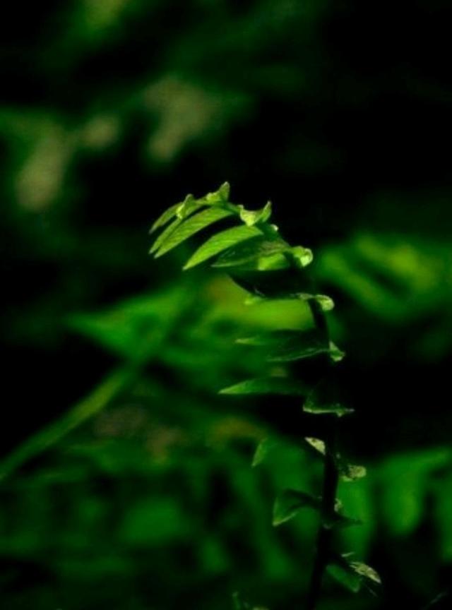 漓江春雨原文（春天的漓江作文）