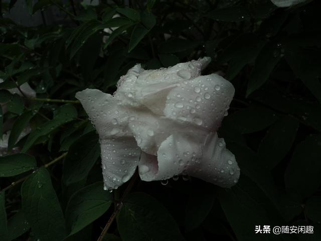 牡丹花作文600字初中（牡丹花作文500字）