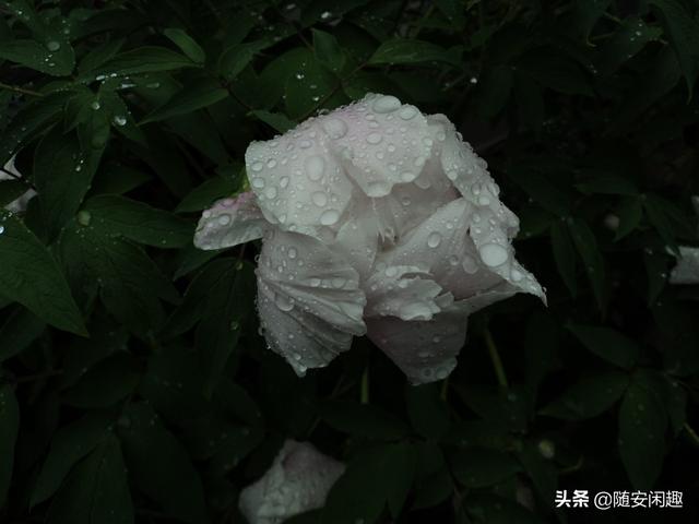 牡丹花作文600字初中（牡丹花作文500字）