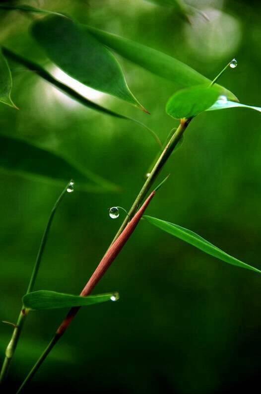 漓江春雨原文（春天的漓江作文）