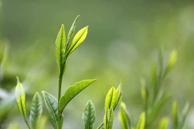 明前茶和雨前茶的区别哪个好（明前茶和雨前茶的区别哪个贵）