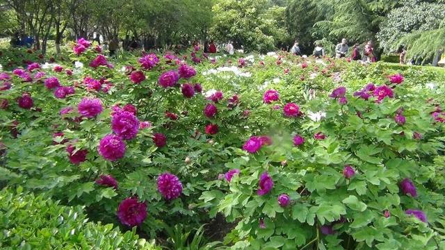 牡丹花作文300字三年级10篇(牡丹花作文300字三年级下册花钟小练笔)