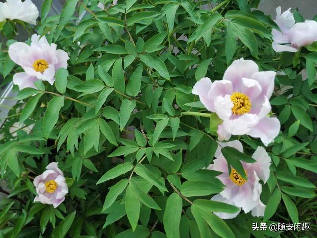 牡丹花作文600字初中（牡丹花作文500字）