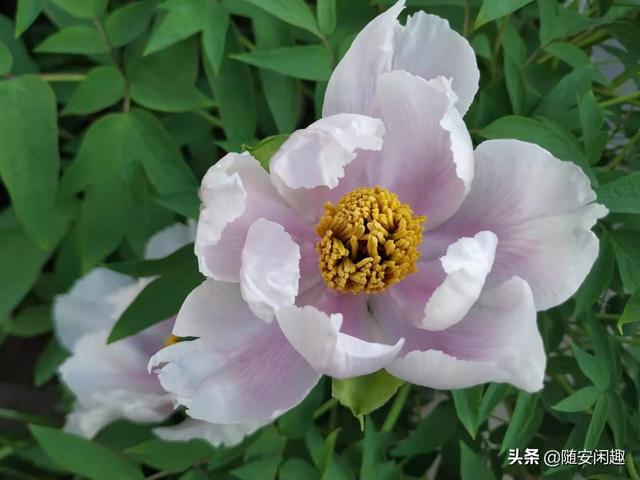 牡丹花作文600字初中（牡丹花作文500字）