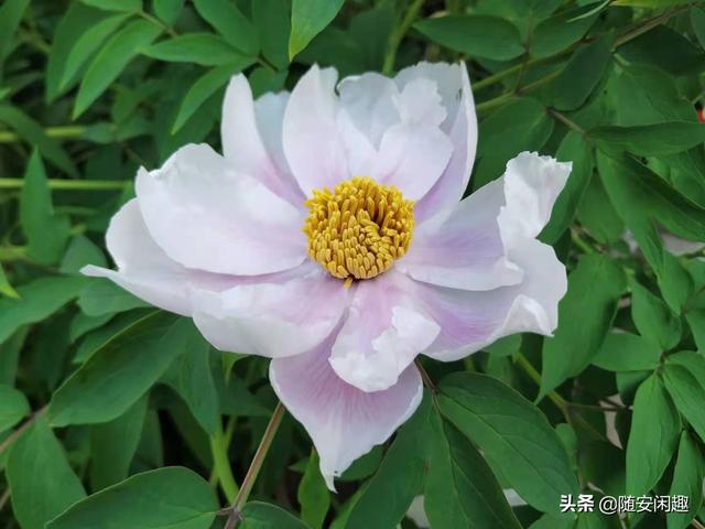 牡丹花作文600字初中（牡丹花作文500字）