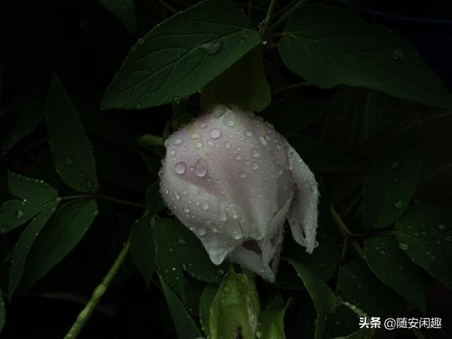 牡丹花作文600字初中（牡丹花作文500字）