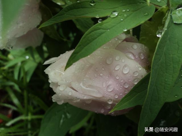 牡丹花作文600字初中（牡丹花作文500字）