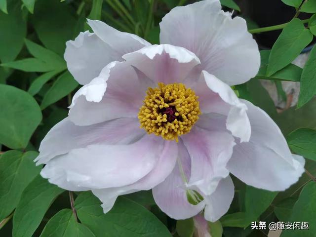 牡丹花作文600字初中（牡丹花作文500字）