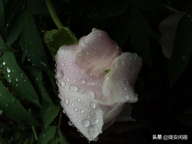牡丹花作文600字初中（牡丹花作文500字）