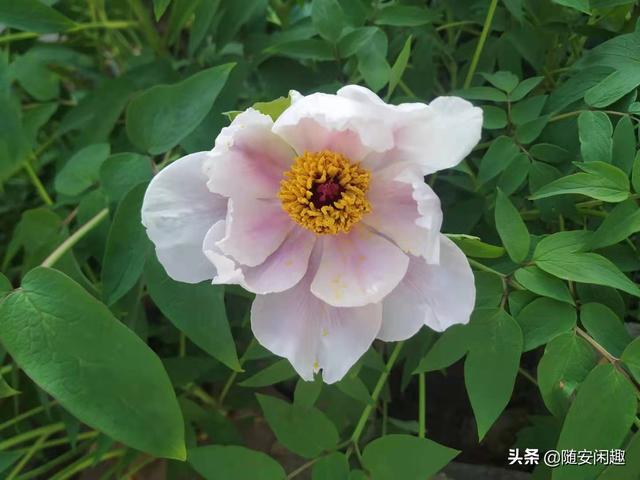 牡丹花作文600字初中（牡丹花作文500字）