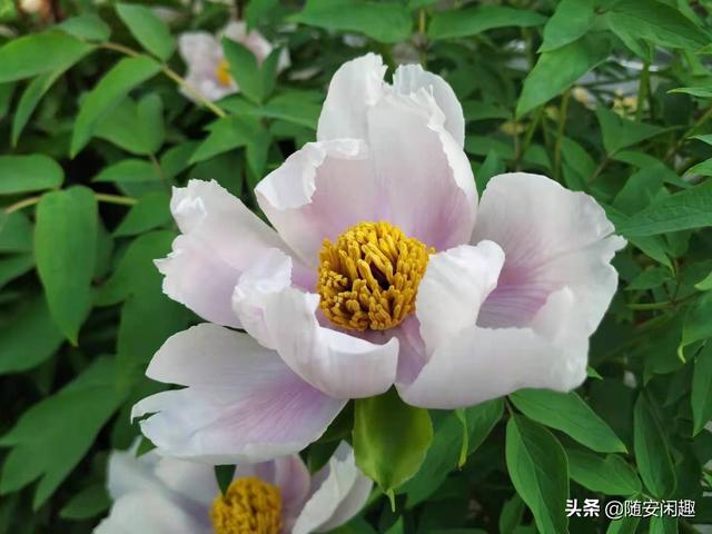 牡丹花作文600字初中（牡丹花作文500字）