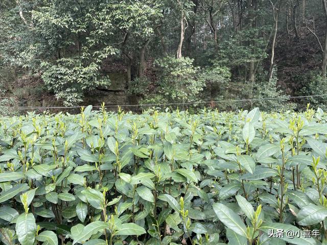 毛尖明前茶什么意思（雨前明前茶什么意思）