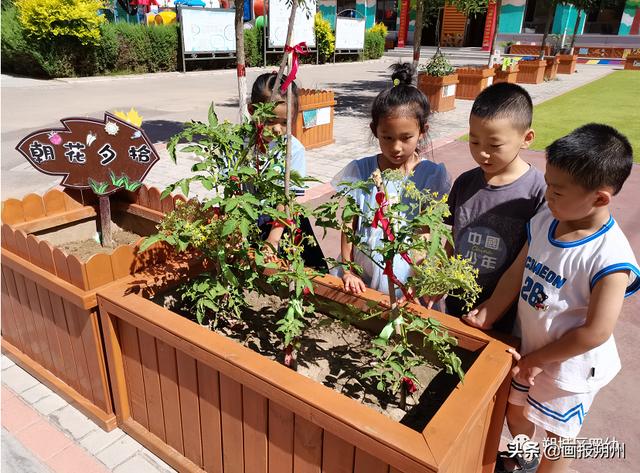 幼儿园种植活动总结（幼儿园种植区设计方案）