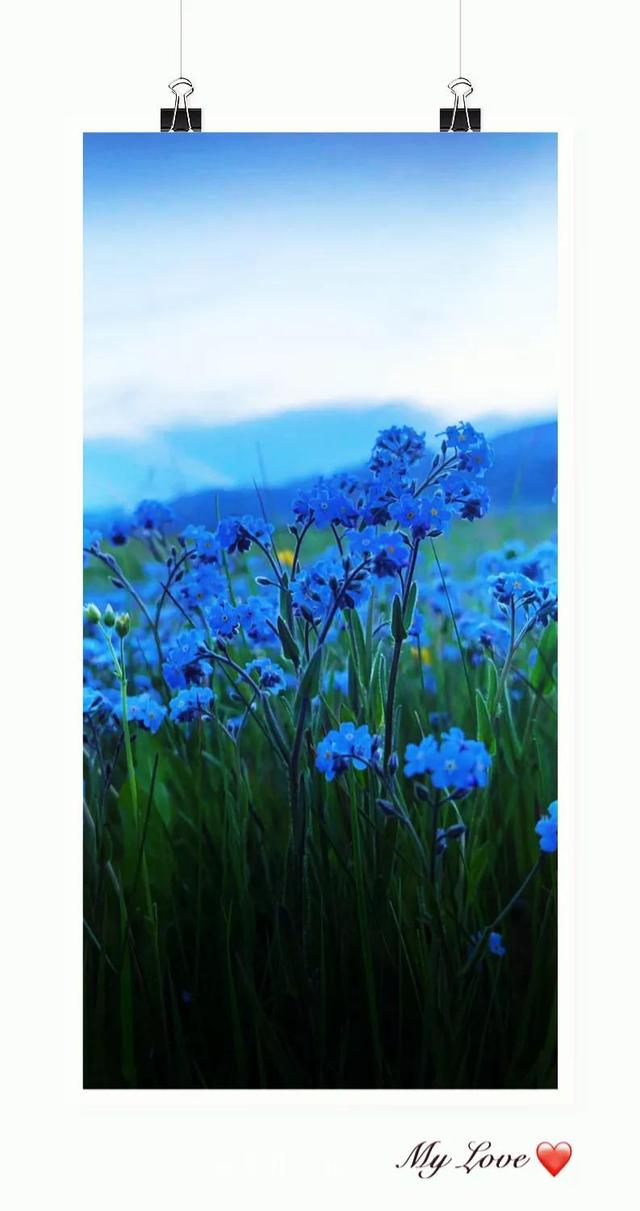 描写风信子的作文300字左右（描写风信子的作文500字）