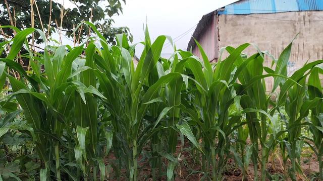 农业种植技术书籍（种植入门书籍）