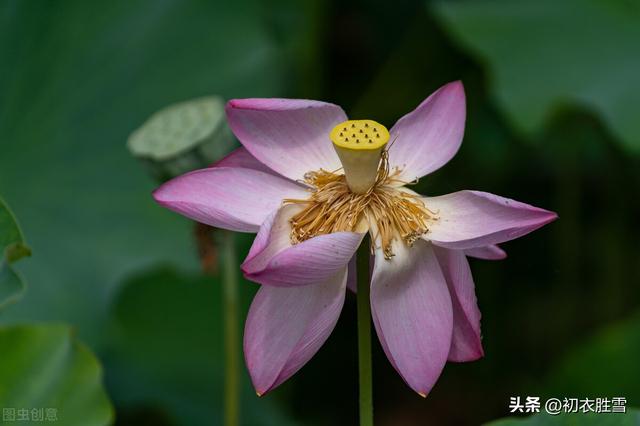 有关七夕节的诗句崔涂（有关七夕节的诗句 古诗大全）