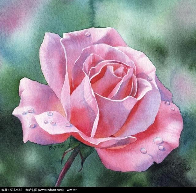 描写玫瑰花的优美句子或段落(描写玫瑰花的优美句子有哪些)