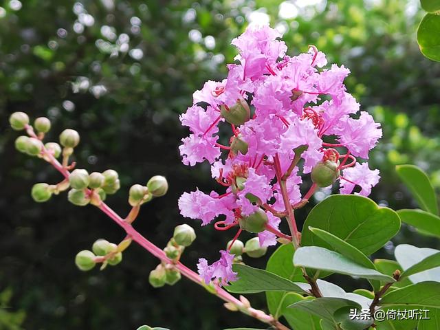 描写花的句子 短句（描写花的句子 超优美）