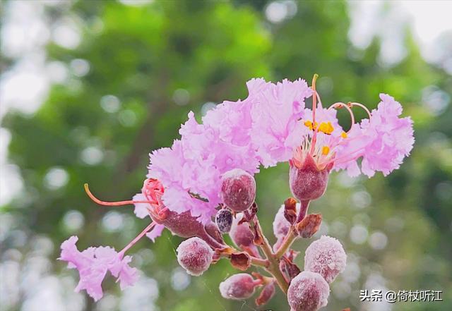 描写花的句子 短句（描写花的句子 超优美）