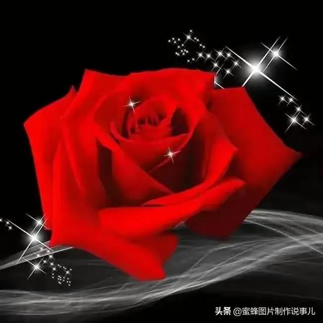 描写玫瑰花的优美句子或段落(描写玫瑰花的优美句子有哪些)