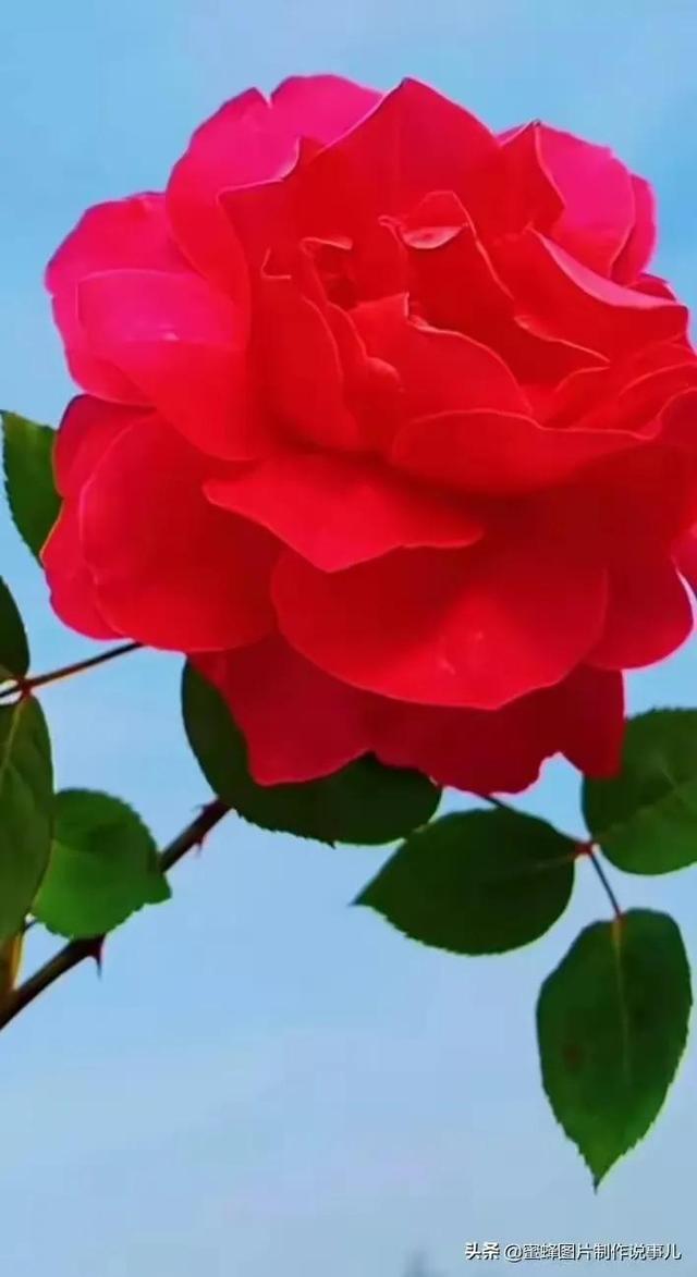 描写玫瑰花的优美句子或段落(描写玫瑰花的优美句子有哪些)