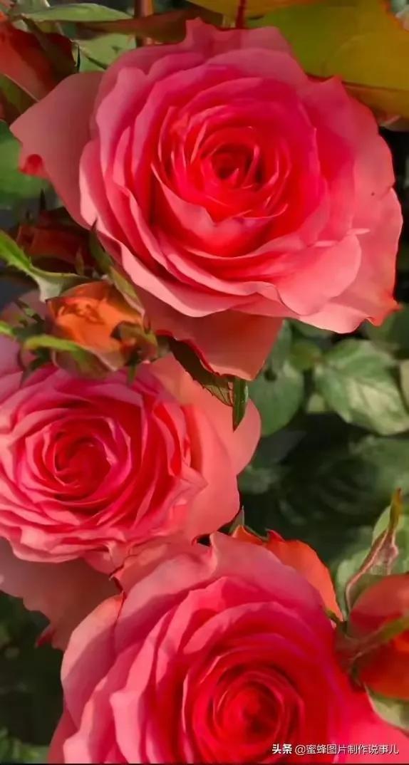 描写玫瑰花的优美句子或段落(描写玫瑰花的优美句子有哪些)