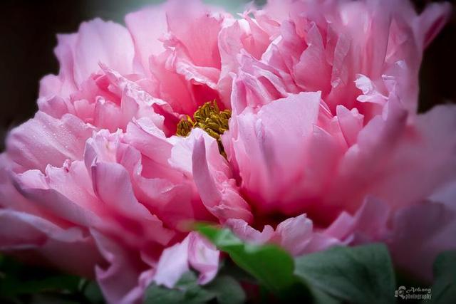 牡丹花介绍卡片（牡丹花介绍视频）