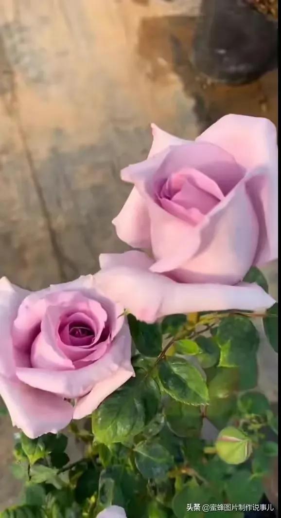 描写玫瑰花的优美句子或段落(描写玫瑰花的优美句子有哪些)