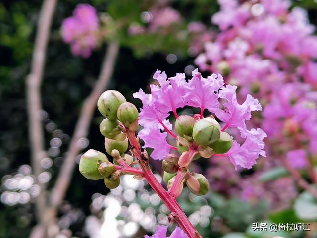 描写花的句子 短句（描写花的句子 超优美）