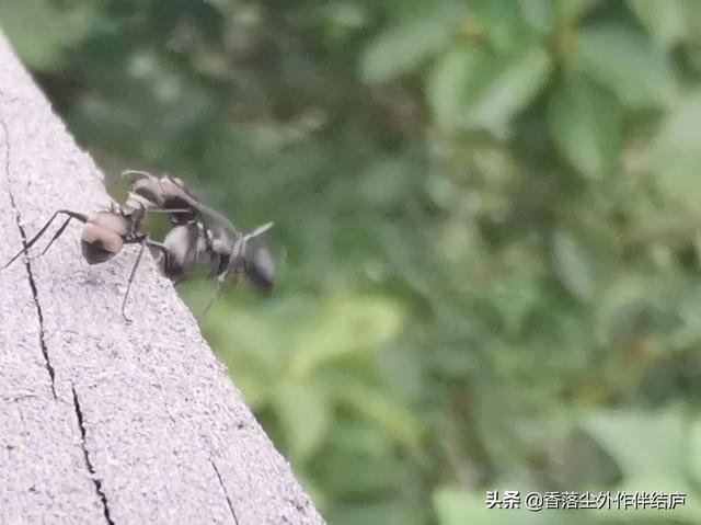 蚂蚁介绍资料100字（昆虫记红蚂蚁介绍）