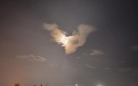 偷鸡摸狗是什么意思什么生肖，偷鸡摸狗是指什么生肖