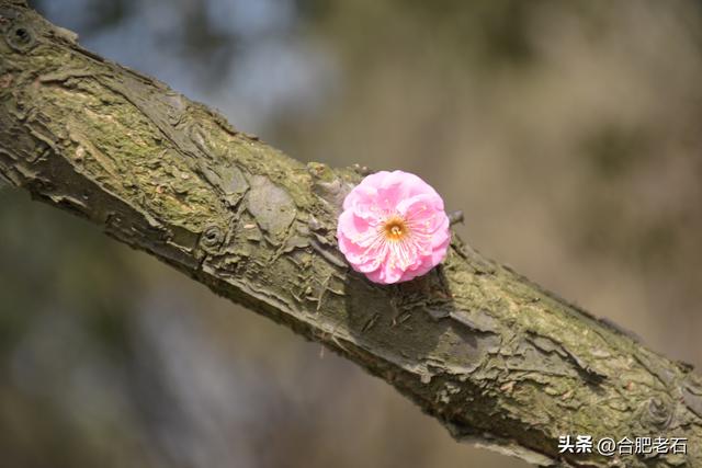 捉蚊趣事作文450字优秀作文，捉蚊趣事作文350字优秀作文！