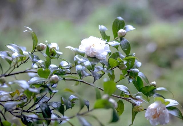 植物作文茶花怎么写三年级，写茶花的作文400字三年级下册