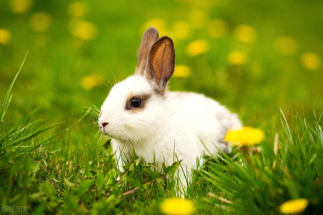 可爱的小白兔作文300字三年级，活泼可爱的小白兔作文300字三年级